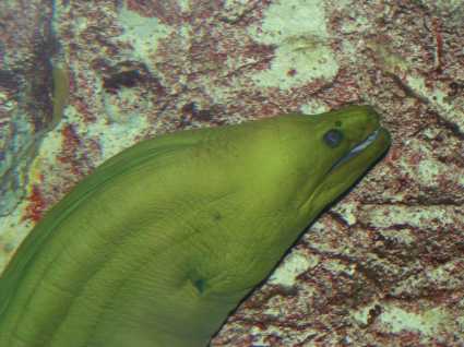 Grand Aquarium De Saint Malo